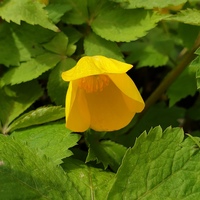 Hylomecon japonica 